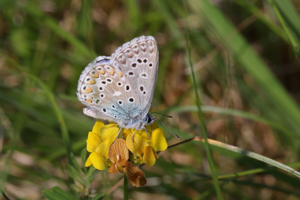 Aiuto identificazione - Polyommatus (Lysandra) bellargus